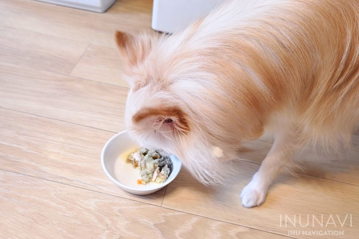 タミーレシピ　鶏わんこそばを食べる愛犬 (4)